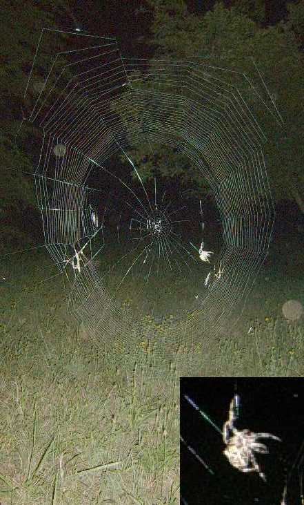 Araneidae notturno (Araneus) che costruisce la ragnatela